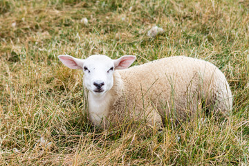 Naklejka na ściany i meble A single sheep led down resting in long grass, looking curiously at the photographer