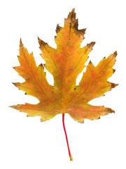 Autumn leave on white isolated background. Colorful dry maple leave ( Sapindaceae leaf ) 