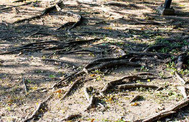 The roots of the big tree in the garden  