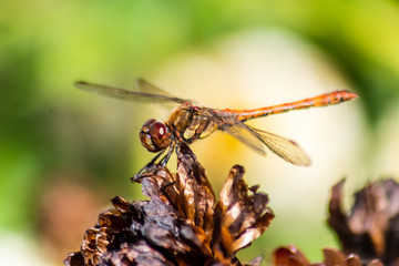 A common darter Sympetrum striolatum perched in a garden in the autumn sun