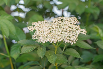 Blooming elderflower (Sambucus nigraа). Blossoming elder flower- shallow deep of field, Latin name is sambucus nigraа. Medicinal herbs in alternative and traditional medicine.