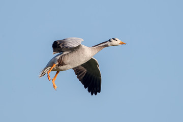 Bar Headed Goose Flying