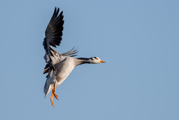 Bar Headed Goose Flying