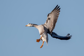 Bar Headed Goose Flying