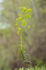 flower wood spurge (Euphorbia amygdaloides) on meadow. Euphorbia amygdaloides, the wood spurge, is a species of flowering plant in the family Euphorbiaceae