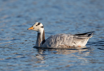 Bar Headed Goose Swimming