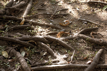 The roots of the big tree in the garden  