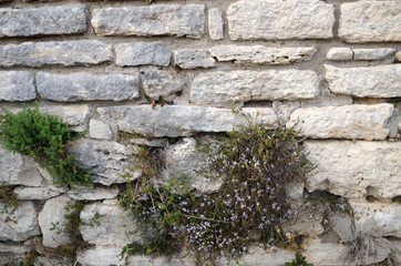 old white stone wall overgrown with grass
