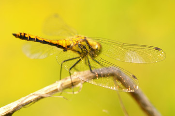 Dragonfly sitting on the stem of the plant.