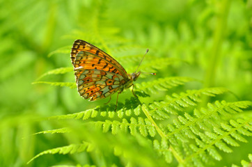 Butterfly drinks nectar from a flower.