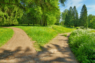 Sunny landscape in the forest.