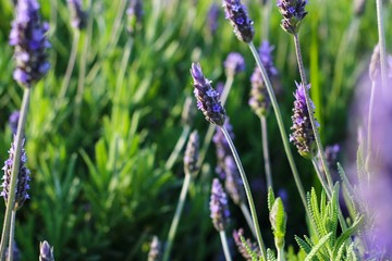Fototapeta premium blue flowers in field