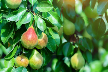 ripe pear on a tree branch with ripe fruits