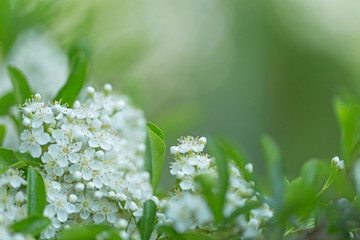   white flowers of Pyracantha Coccinea on sunset bokeh background.  flowers of firethorn (Pyracantha). Pyracantha (firethorn ) small flowers. 