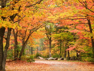 Glorious fall maple  trees over a road in Northern Ontario 