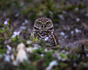 Burrowing owl