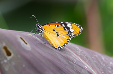 Monarch Butterfly