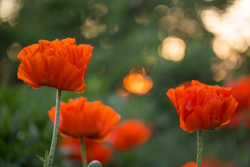 Fototapeta na wymiar Red decorative poppy flower in garden on blurred green background with beautiful bokeh. 