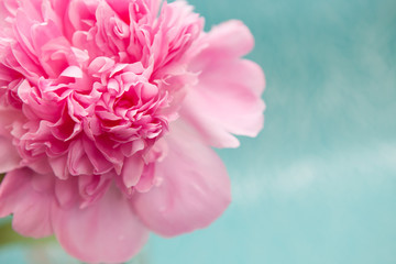 One pink peony flower on blue background, beautiful card with copy space