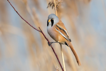 Bearded Tit Perched on Reed