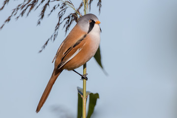 Bearded Tit Perched on Reed