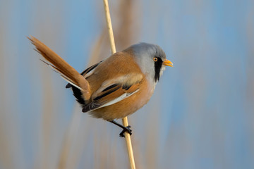 Bearded Tit Perched on Reed
