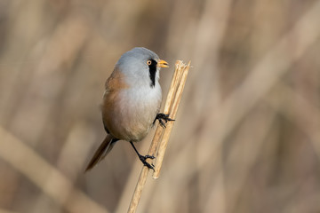Bearded Tit Perched on Reed