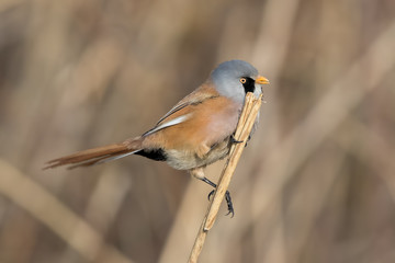 Bearded Tit Perched on Reed