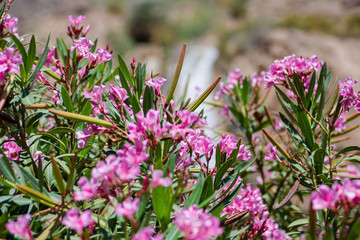 Pink oleanders on the background of a falling stream of a waterfall in  Ma'in Hot Springs, Jordan