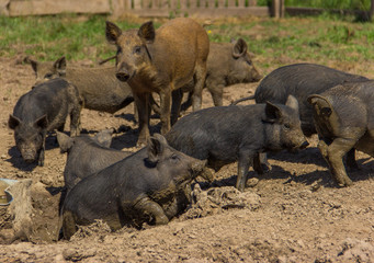 Domestic pigs bathe in a mud bath outside.   Black and brown piglets in a corral in nature. 