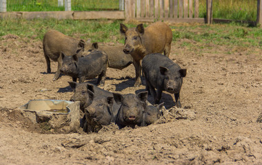 Domestic pigs bathe in a mud bath outside.   Black and brown piglets in a corral in nature. 