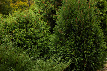 Background from bright green thuja is close