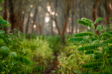 Fairy tale forest at early morning with soft light