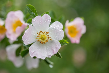 Beautiful flowers of dog rose (Rosa canina) in morning dew, closeup, selective focus, beautiful blurred background. 