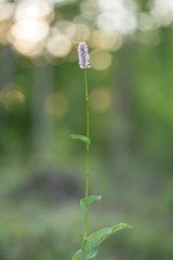 Bistorta officinalis (synonym Persicaria bistorta), known as bistort, common bistort, European bistort or meadow bistort, is a species of flowering plant in the dock family Polygonaceae. 