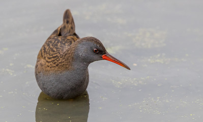 Water Rail Wading