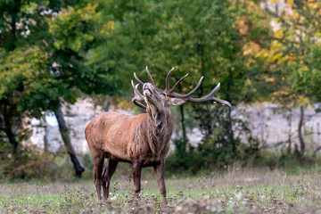 Cervo - PNALM Villetta Barrea
