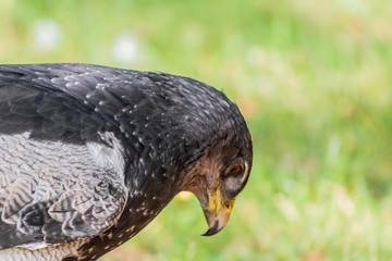 black-breasted eagle resting in his innkeeper