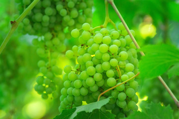 ripe green grapes in the vineyard. Harvest ripe fruit.