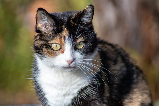 Katze dreifarbig. Katze Julie genießt die Sonne im Winter.