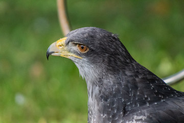 black-breasted eagle resting in his innkeeper