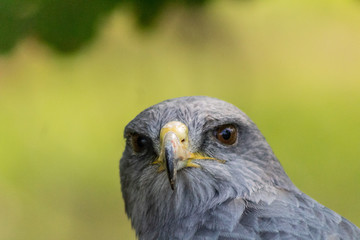 black-breasted eagle resting in his innkeeper