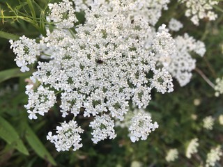 Queen Ann's Lace