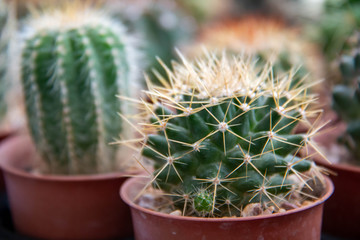  green cactus on a white background