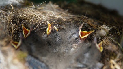 Close-up of small newborn birds in the nest. Yellow opened beaks and closed eyes of tiny creatures in the nest. Wildlife concept