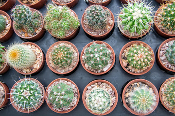  green cactus on a white background