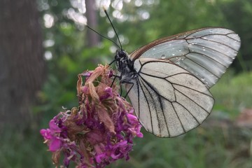 butterfly on a flower
