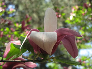 Magnolia bloom