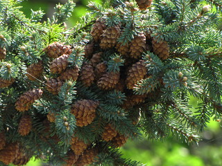 Spruce and cones
