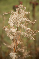 dry grass  © Alena Petrachkova